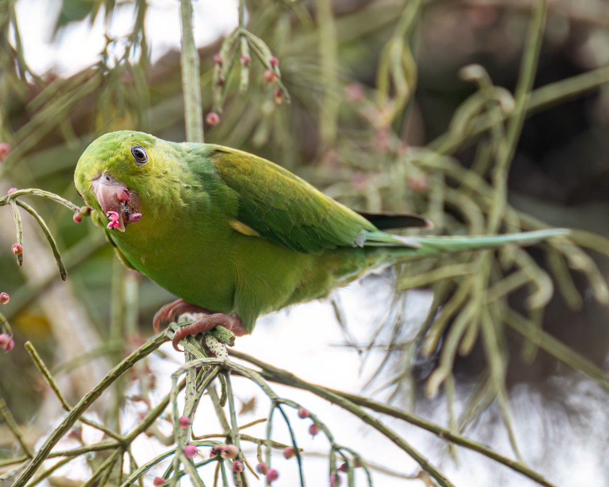 Plain Parakeet - Victor Pássaro