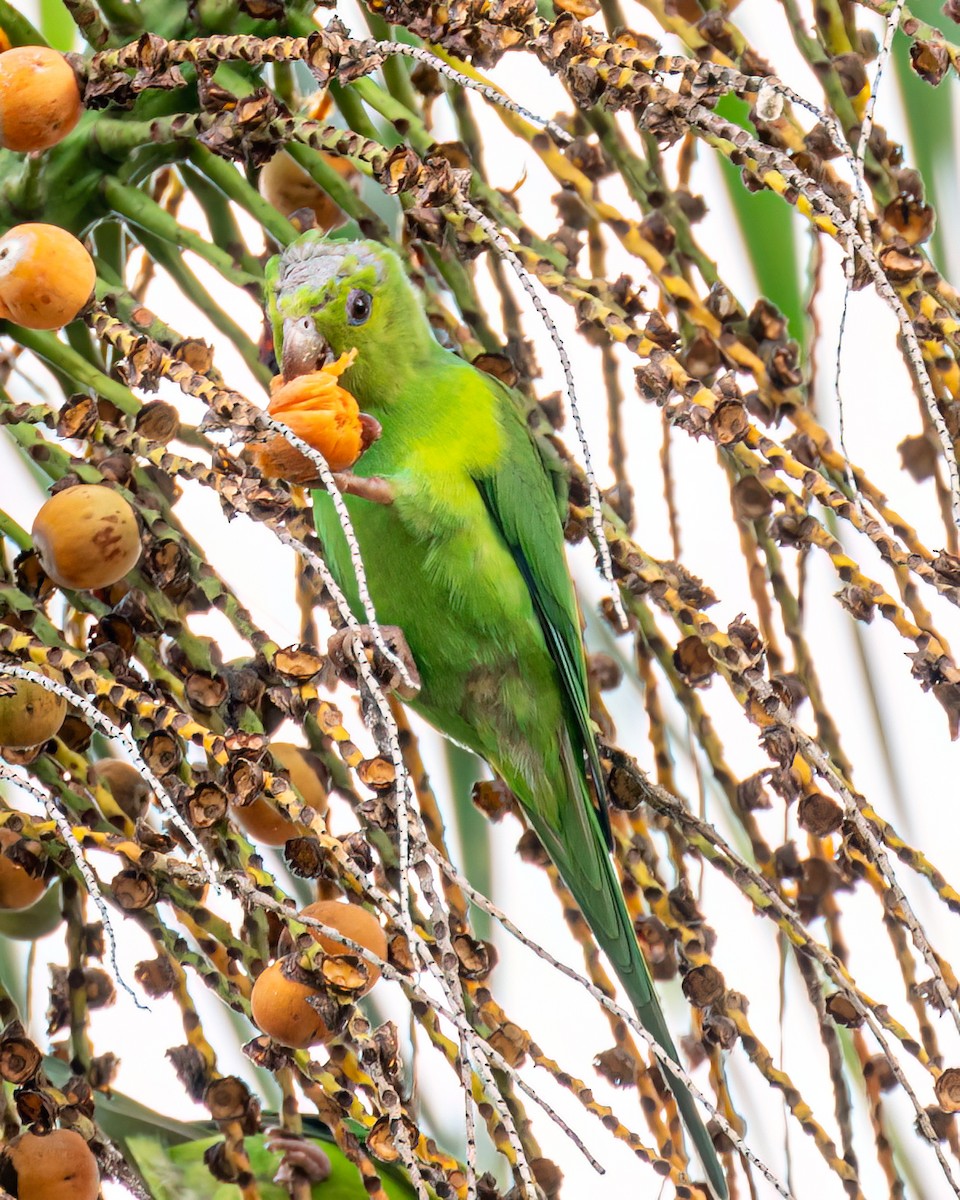 Plain Parakeet - Victor Pássaro