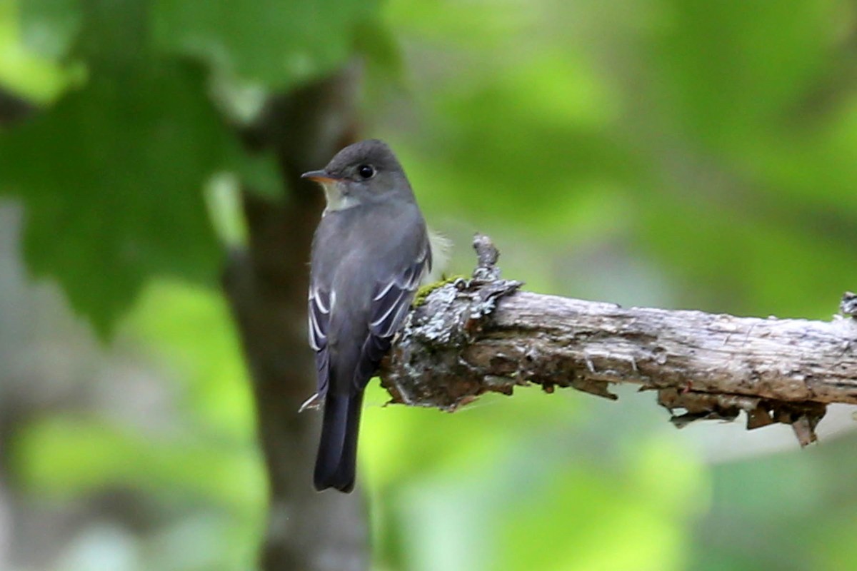 Eastern Wood-Pewee - Henry Mauer