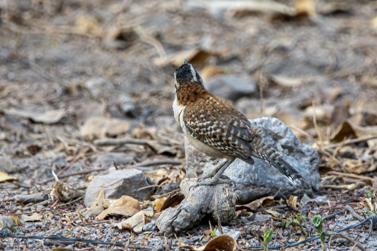 Rufous-naped Wren - Francisco Dubón