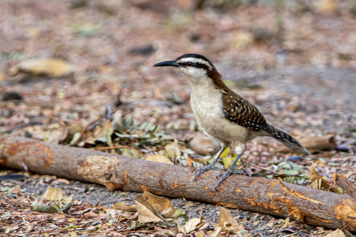 Rufous-naped Wren - Francisco Dubón