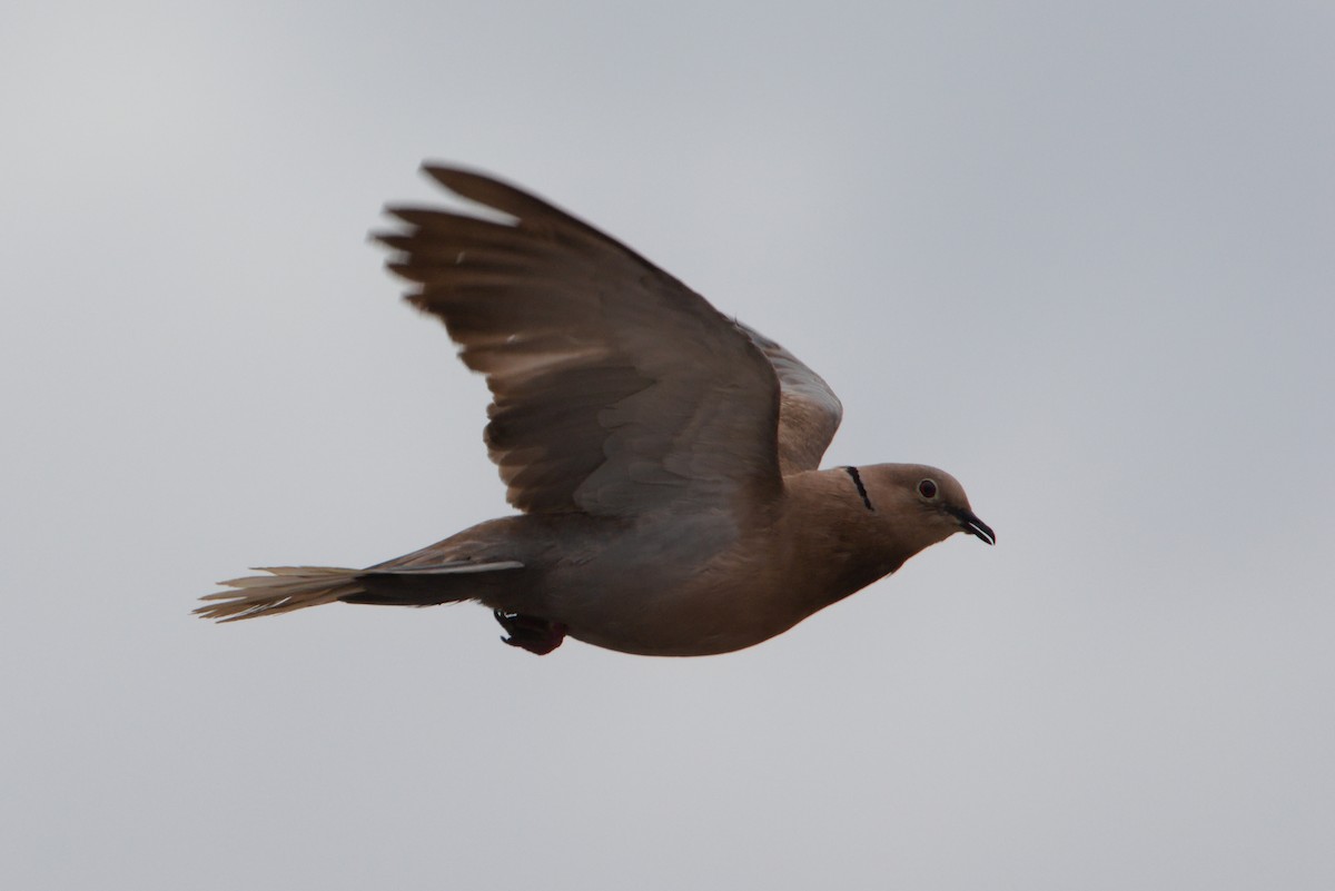 Eurasian Collared-Dove - Zsolt Semperger