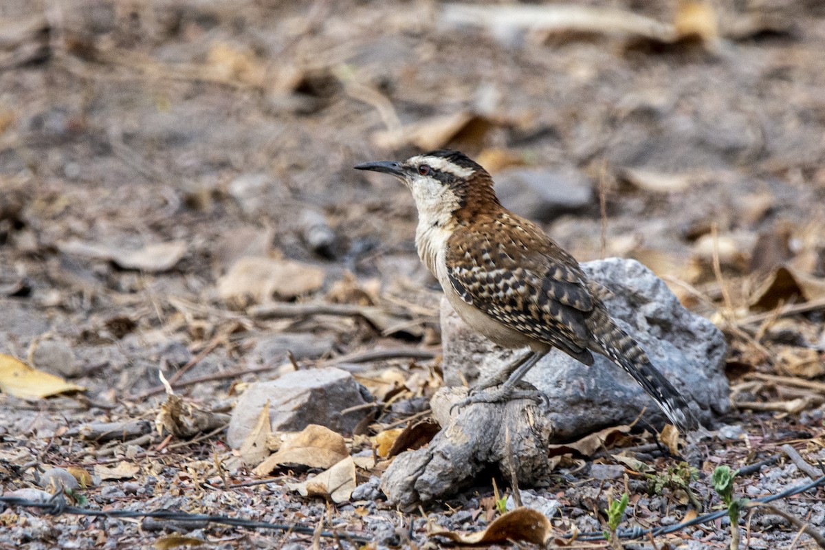 Rufous-naped Wren - Francisco Dubón