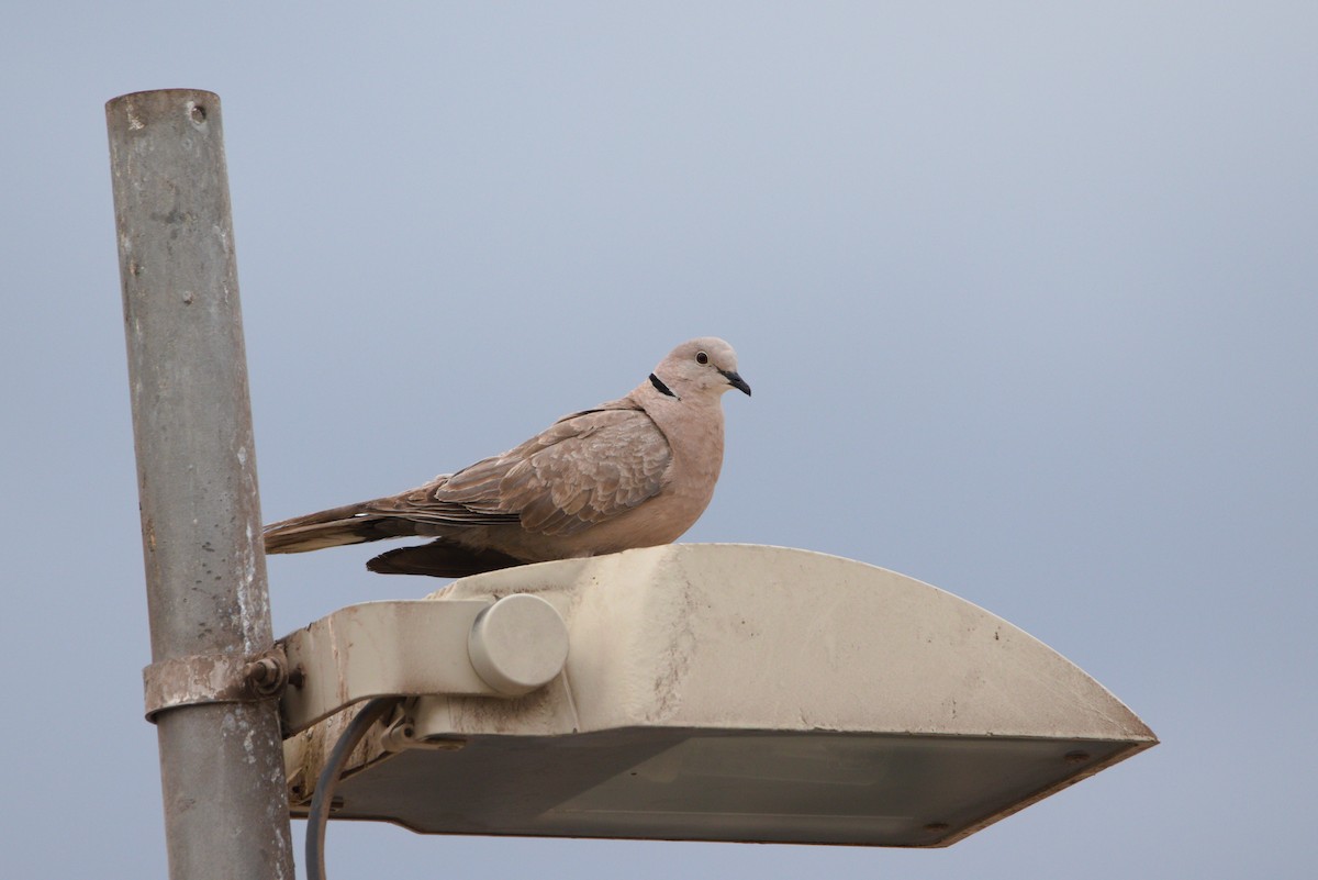 Eurasian Collared-Dove - ML619628924