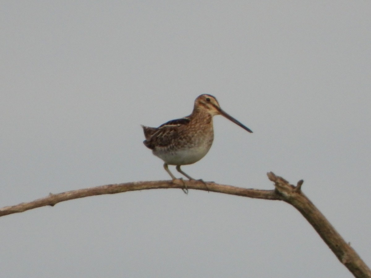 Wilson's Snipe - Stéphane Primeau