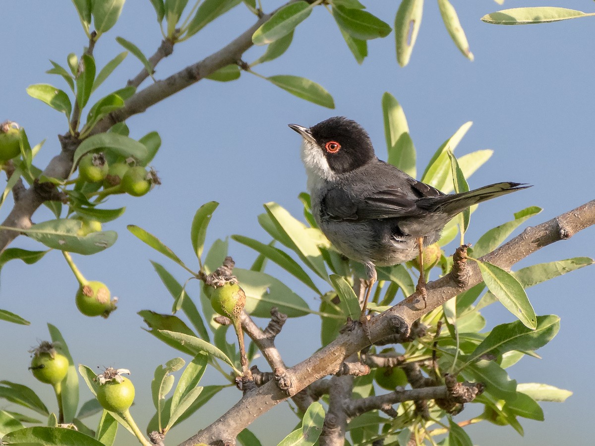 Sardinian Warbler - ML619628944