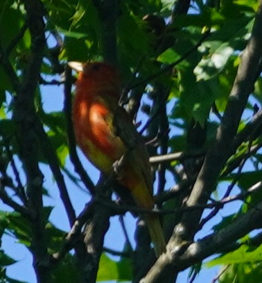 Summer Tanager - John McCallister