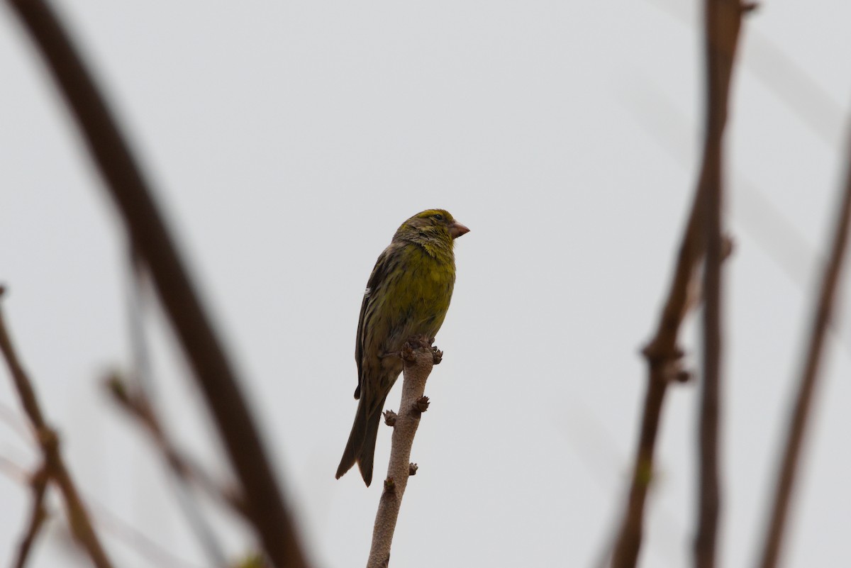 Island Canary - Zsolt Semperger