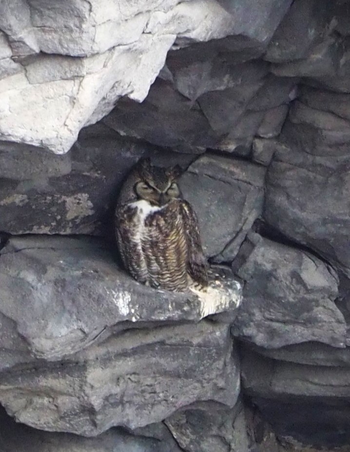 Great Horned Owl - ML619628951
