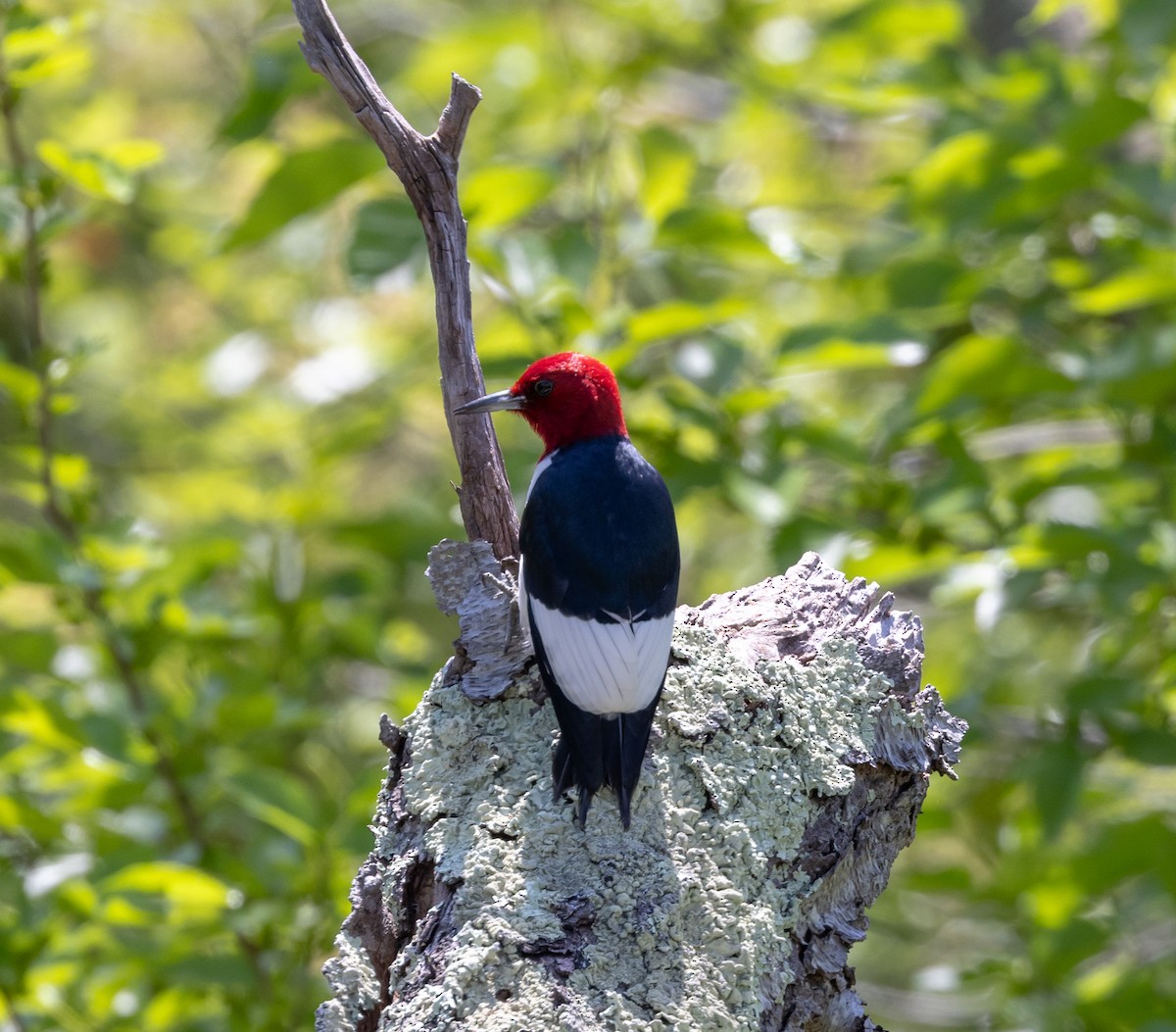 Red-headed Woodpecker - Greg Harrington