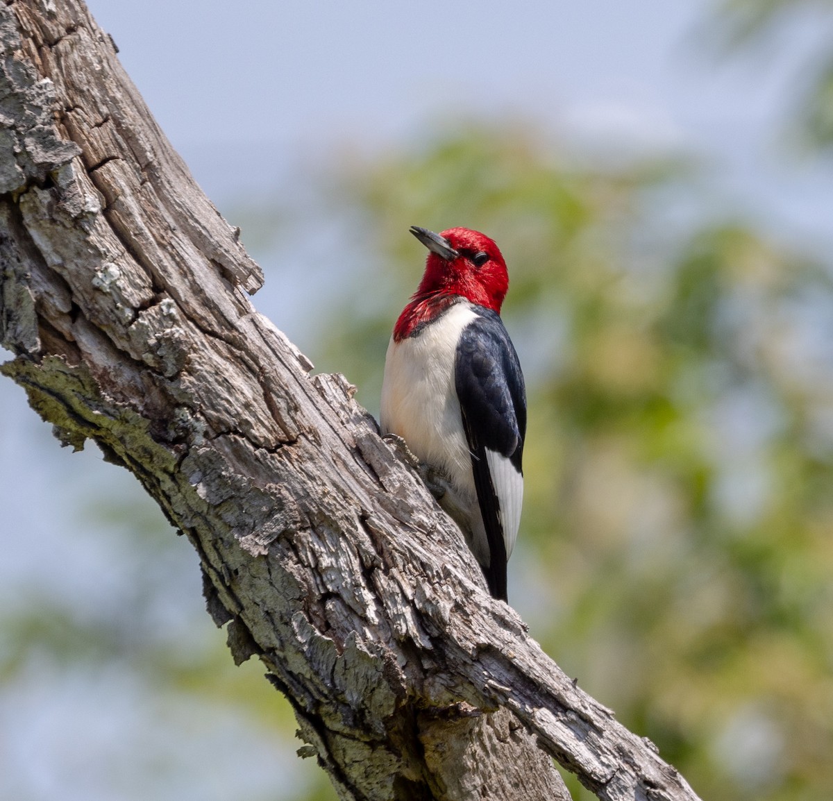 Red-headed Woodpecker - Greg Harrington