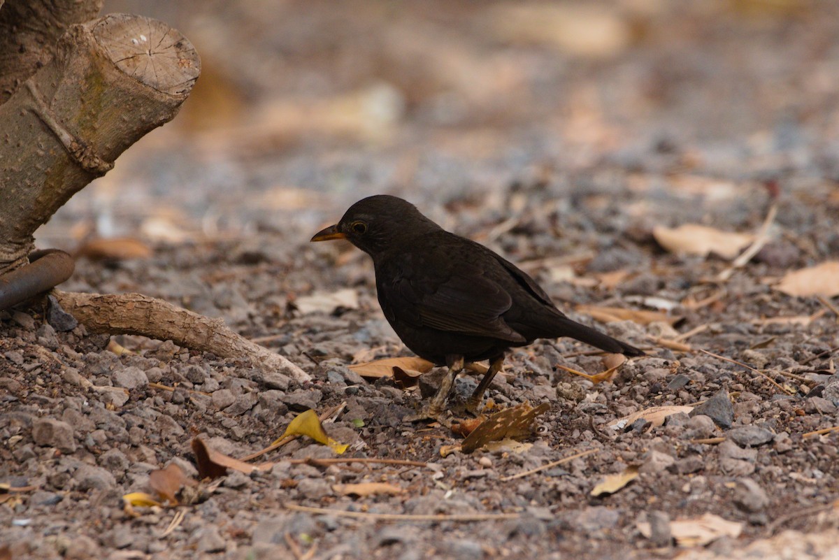 Eurasian Blackbird - Zsolt Semperger