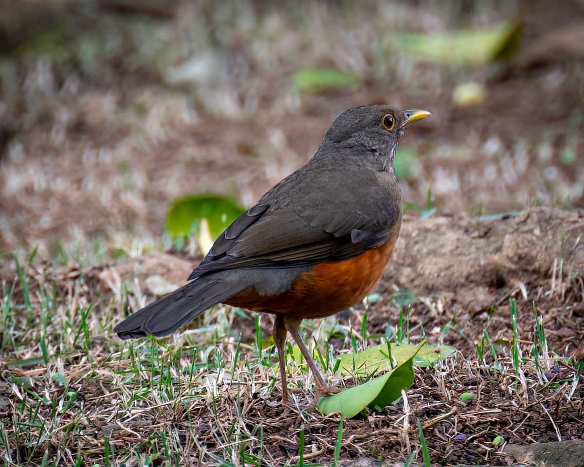 Rufous-bellied Thrush - Victor Pássaro