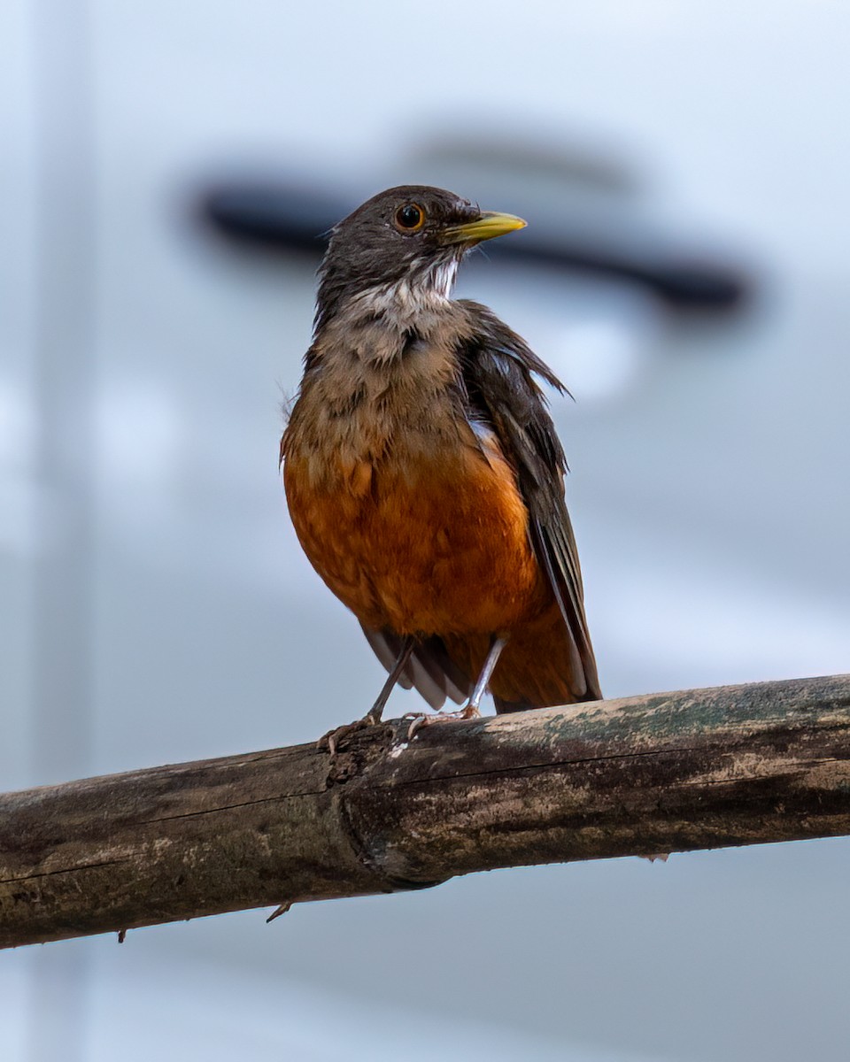 Rufous-bellied Thrush - Victor Pássaro