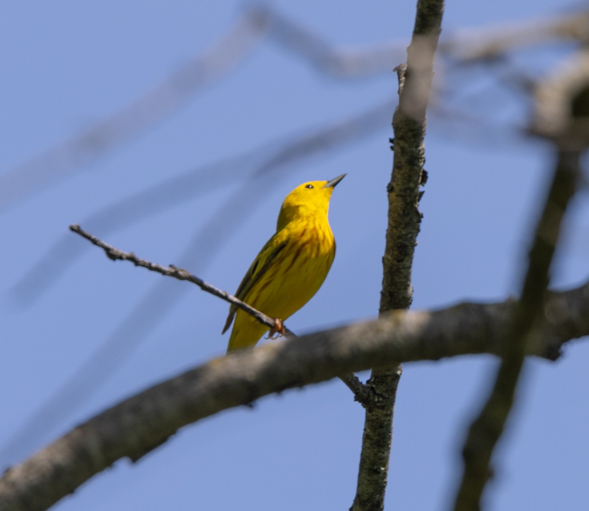 Yellow Warbler - Greg Harrington