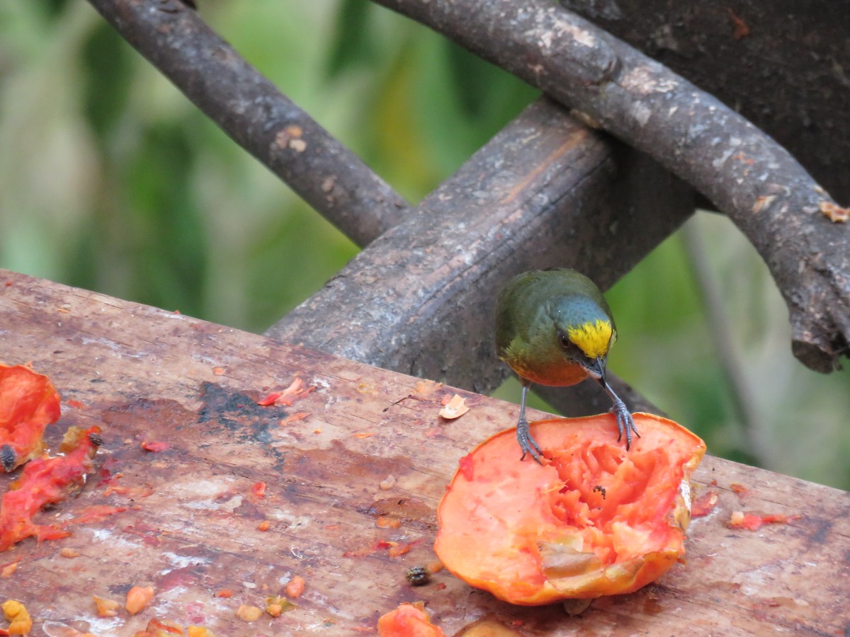 Olive-backed Euphonia - Sam Holcomb