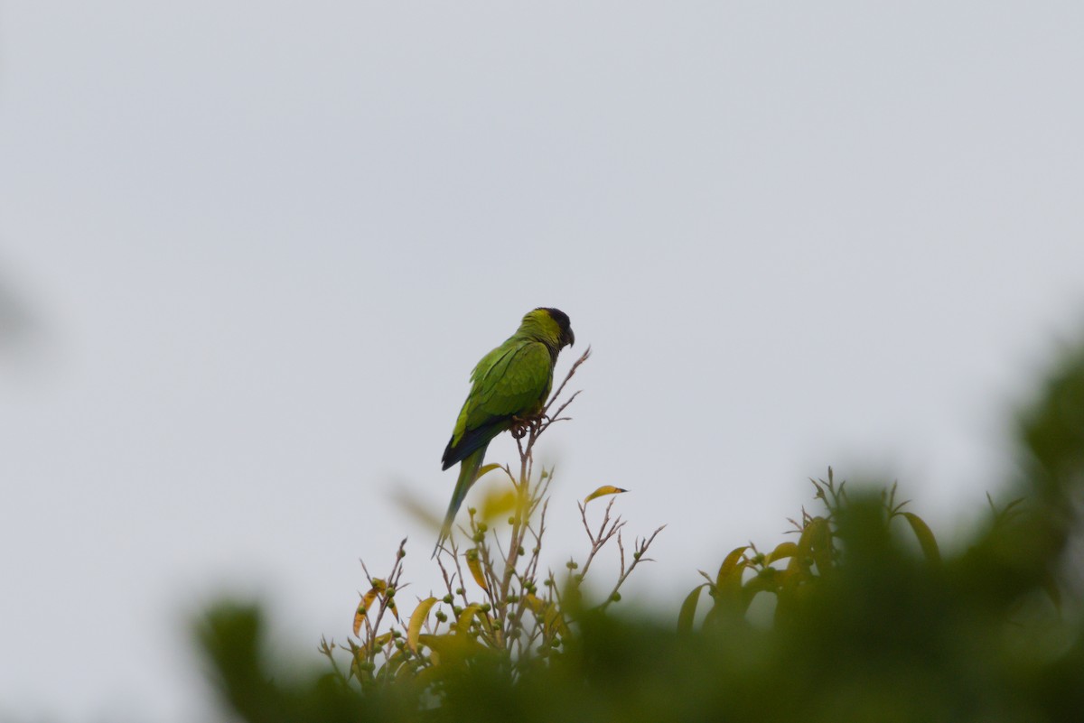 Nanday Parakeet - ML619628967