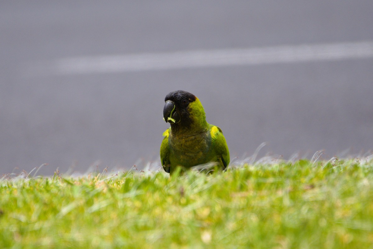 Nanday Parakeet - Zsolt Semperger