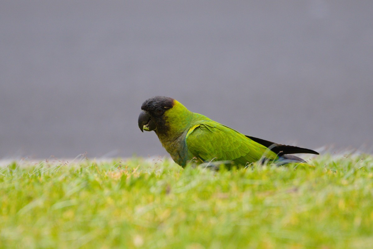 Nanday Parakeet - ML619628972