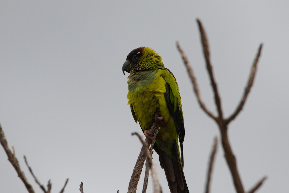 Nanday Parakeet - Zsolt Semperger