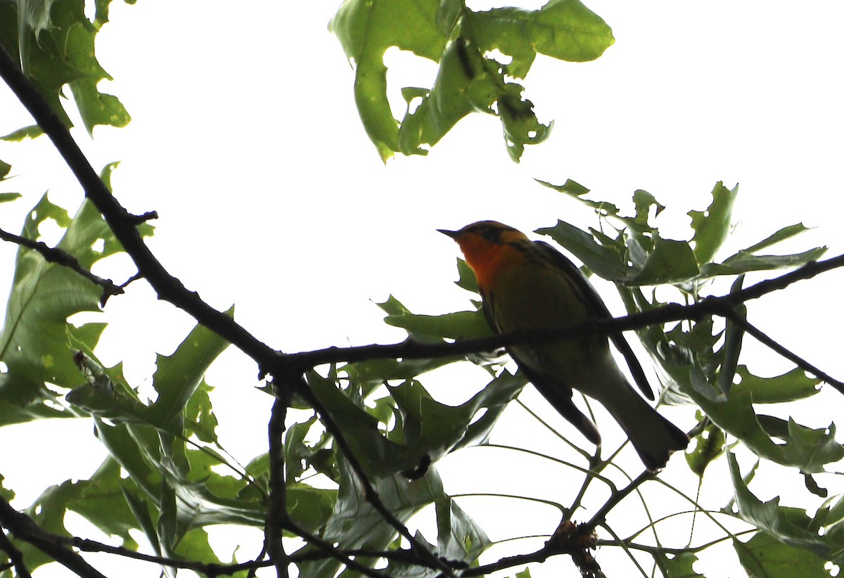 Blackburnian Warbler - MA 2