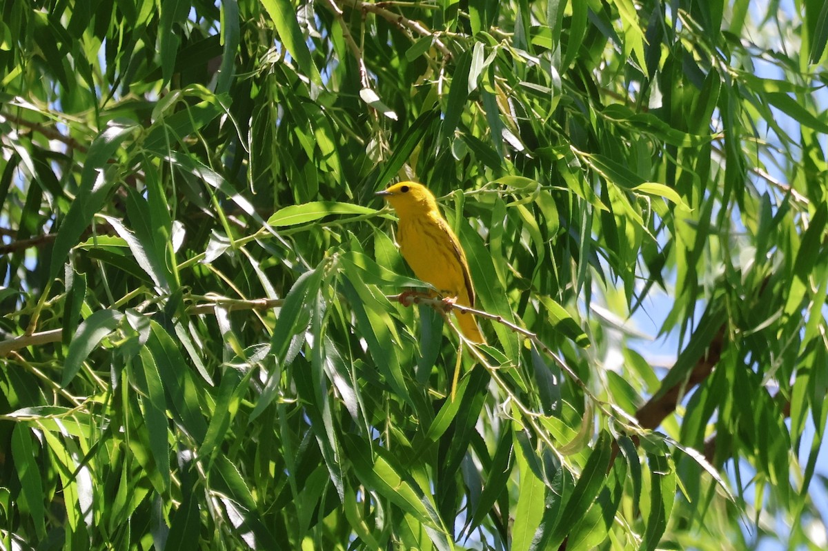 Yellow Warbler - Tricia Vesely