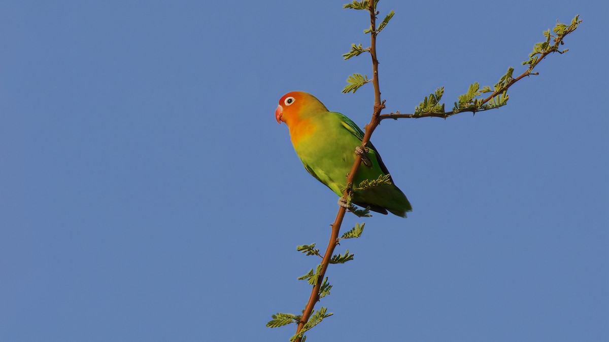 lovebird sp. - ML619628988