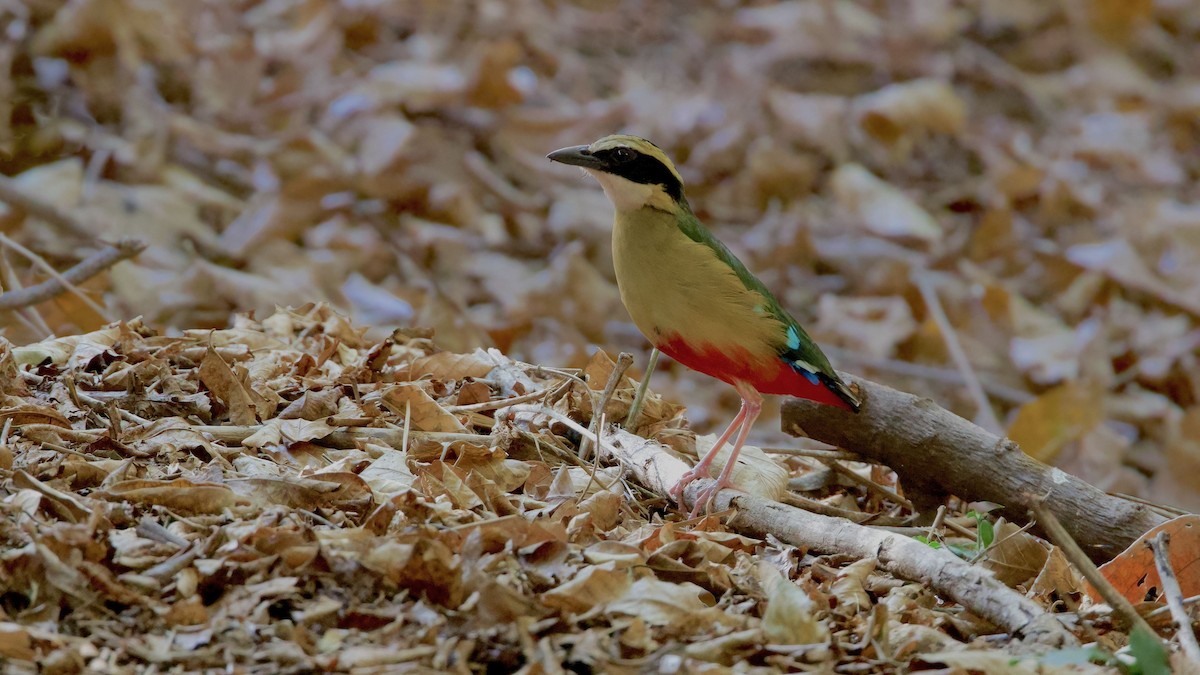 African Pitta - ML619628996