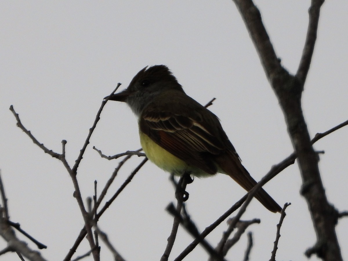 Great Crested Flycatcher - Stéphane Primeau