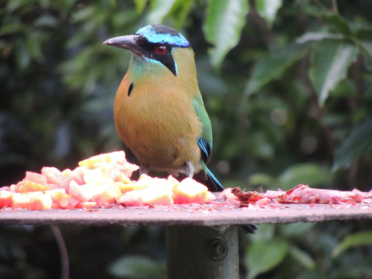 Lesson's Motmot - Roger Lambert