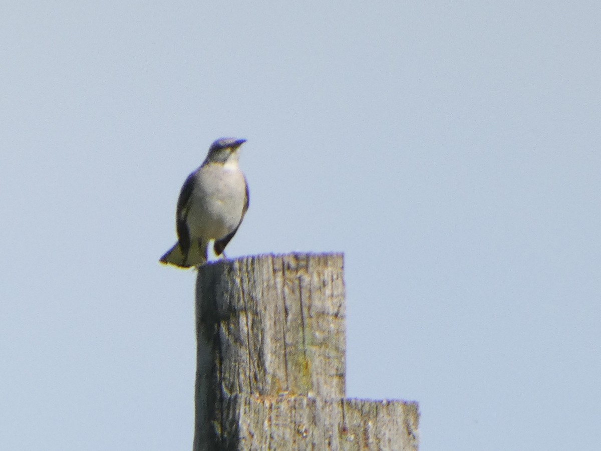 Northern Mockingbird - ML619629001