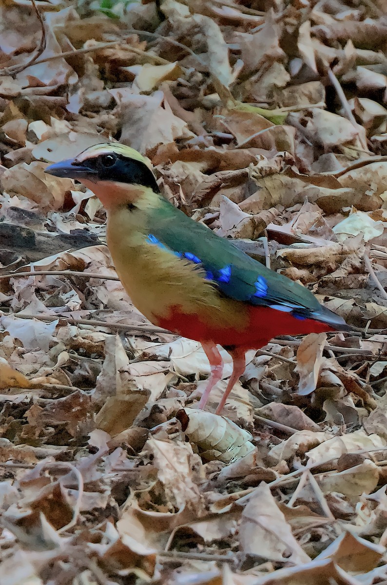 African Pitta - ML619629004