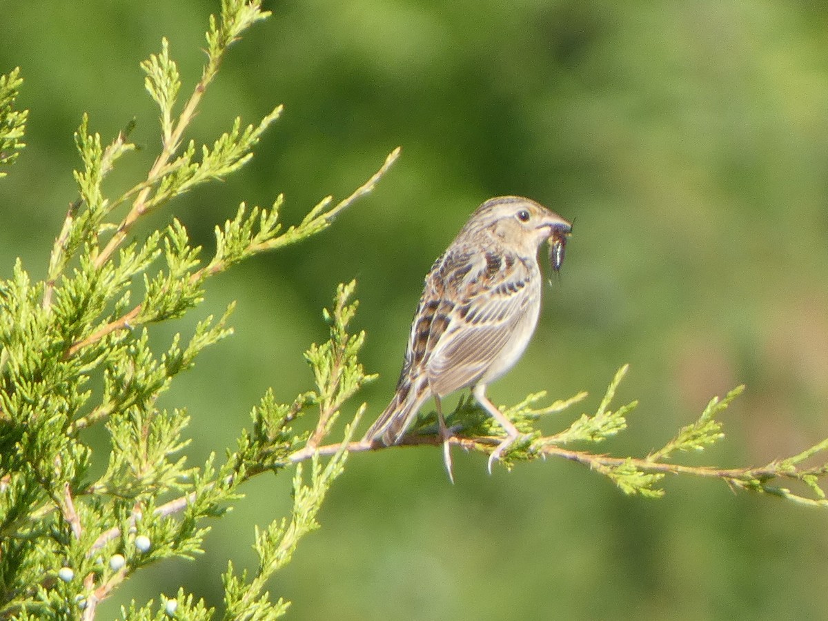 Grasshopper Sparrow - ML619629008