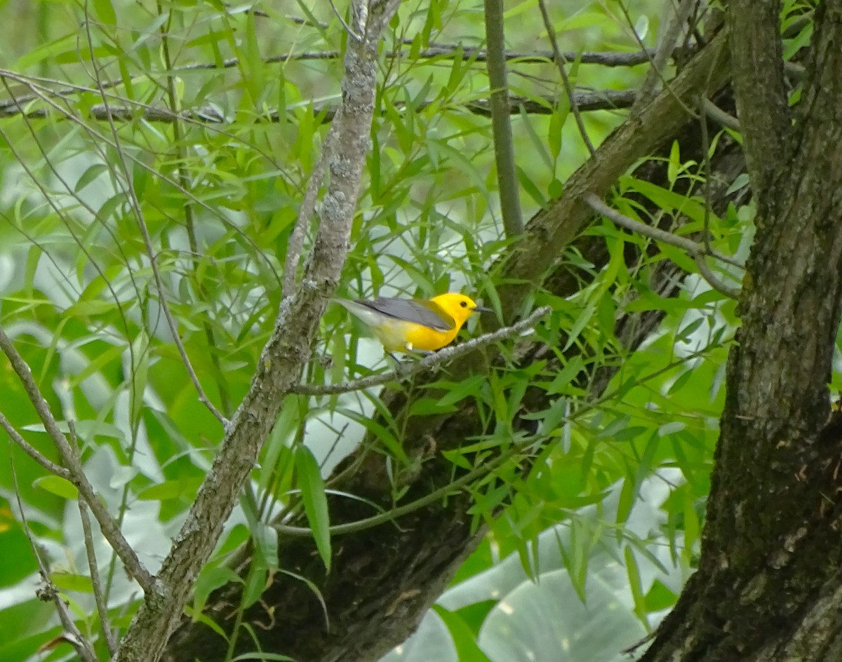 Prothonotary Warbler - Su Snyder