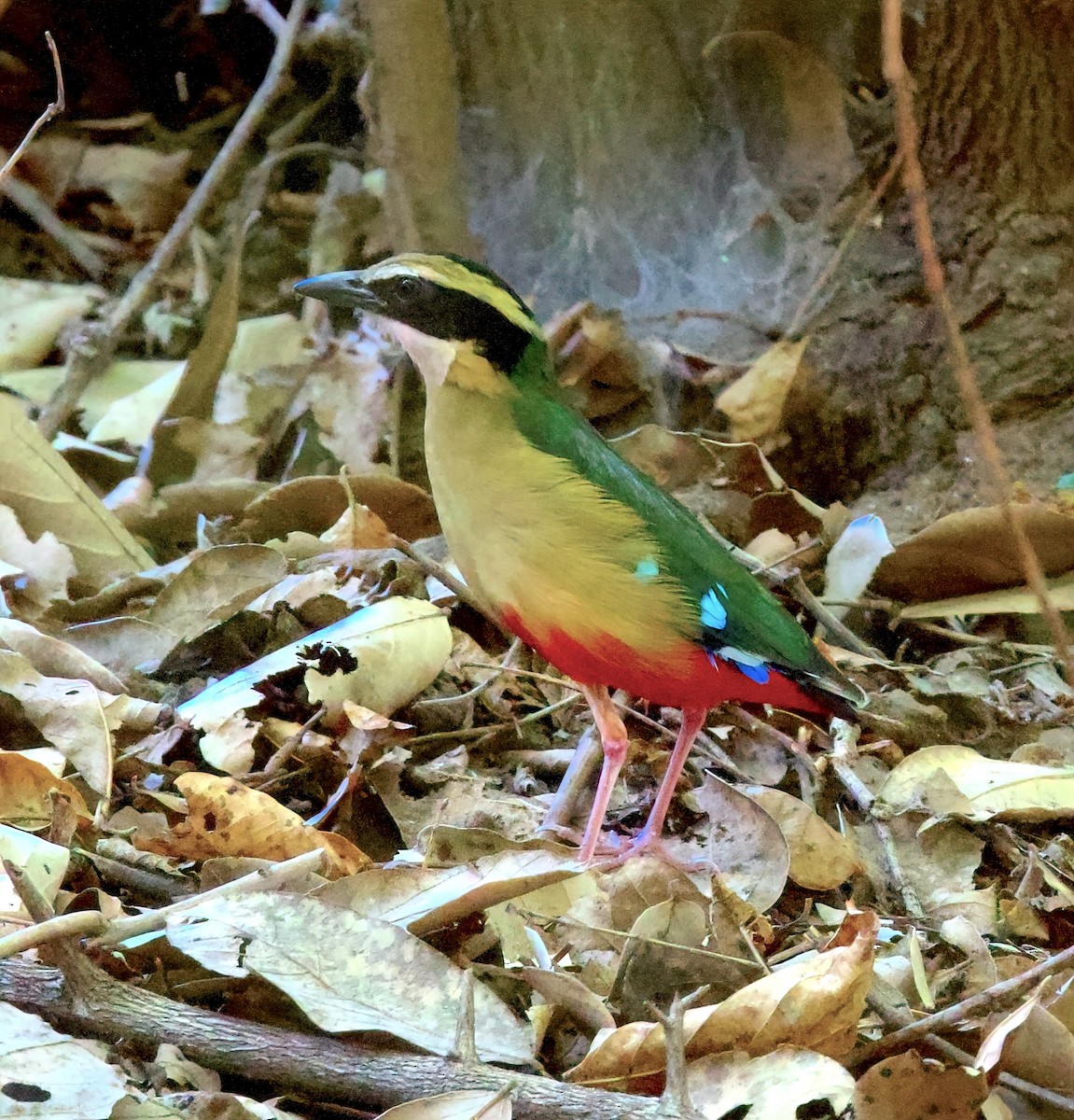 Brève d'Angola - ML619629011