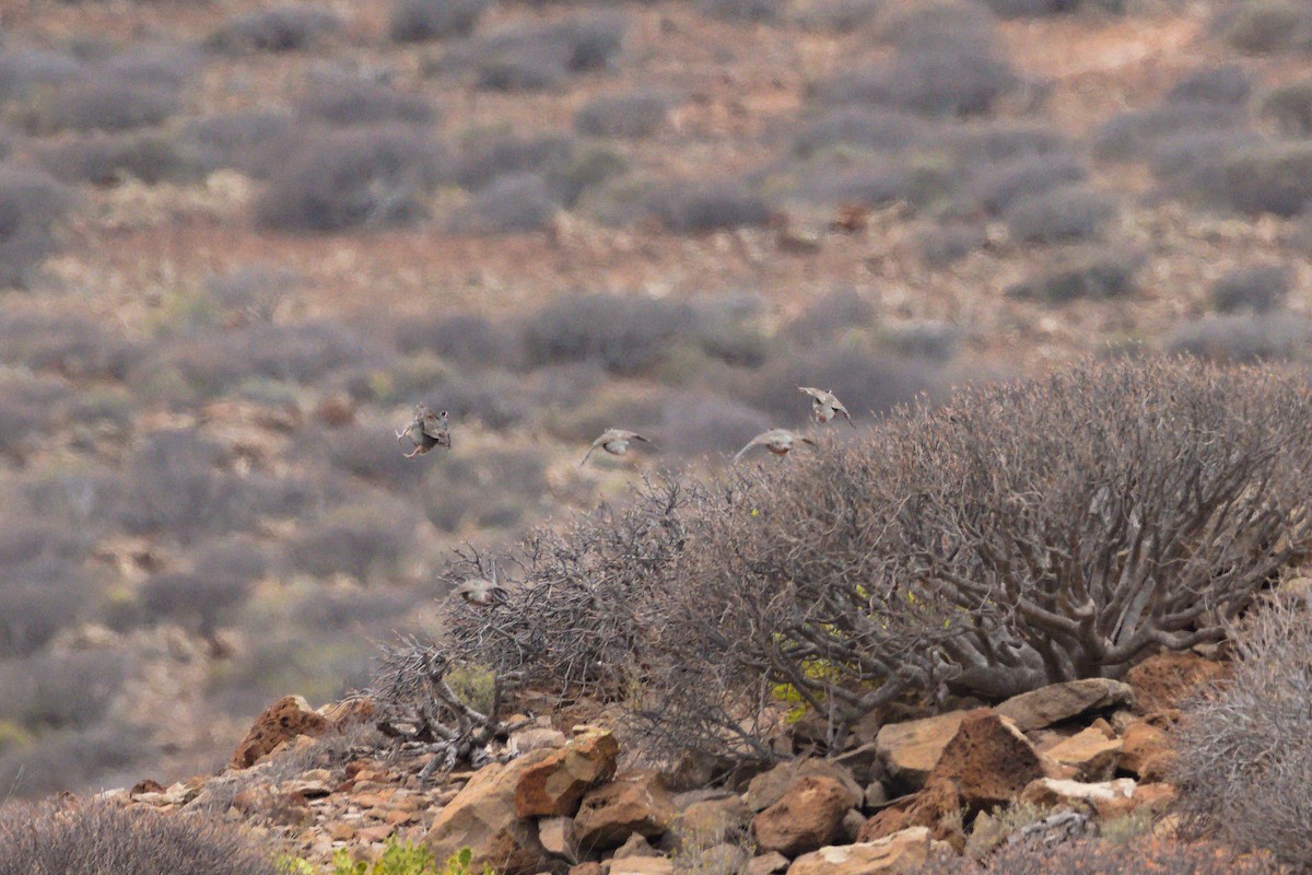 Barbary Partridge - ML619629013