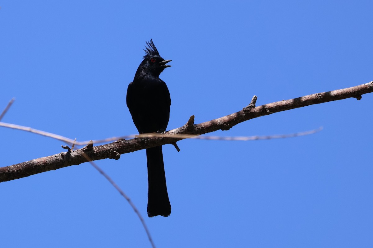 Phainopepla - Tricia Vesely