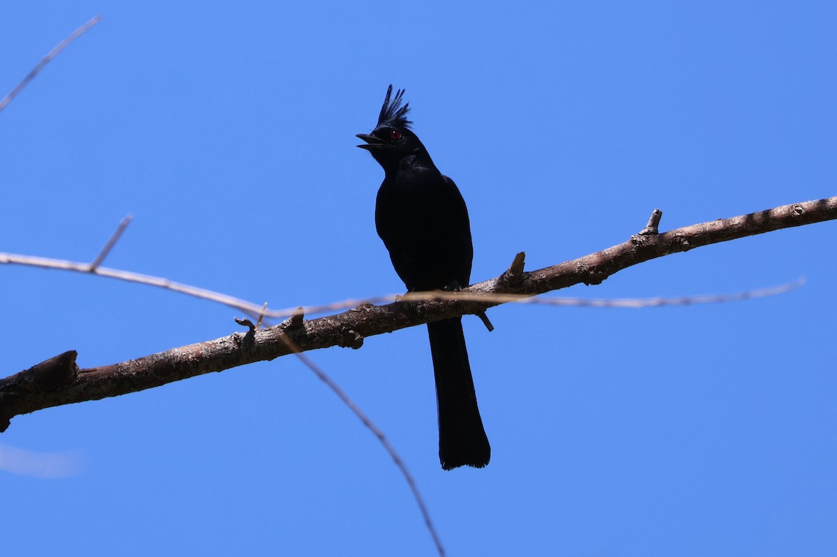 Phainopepla - Tricia Vesely