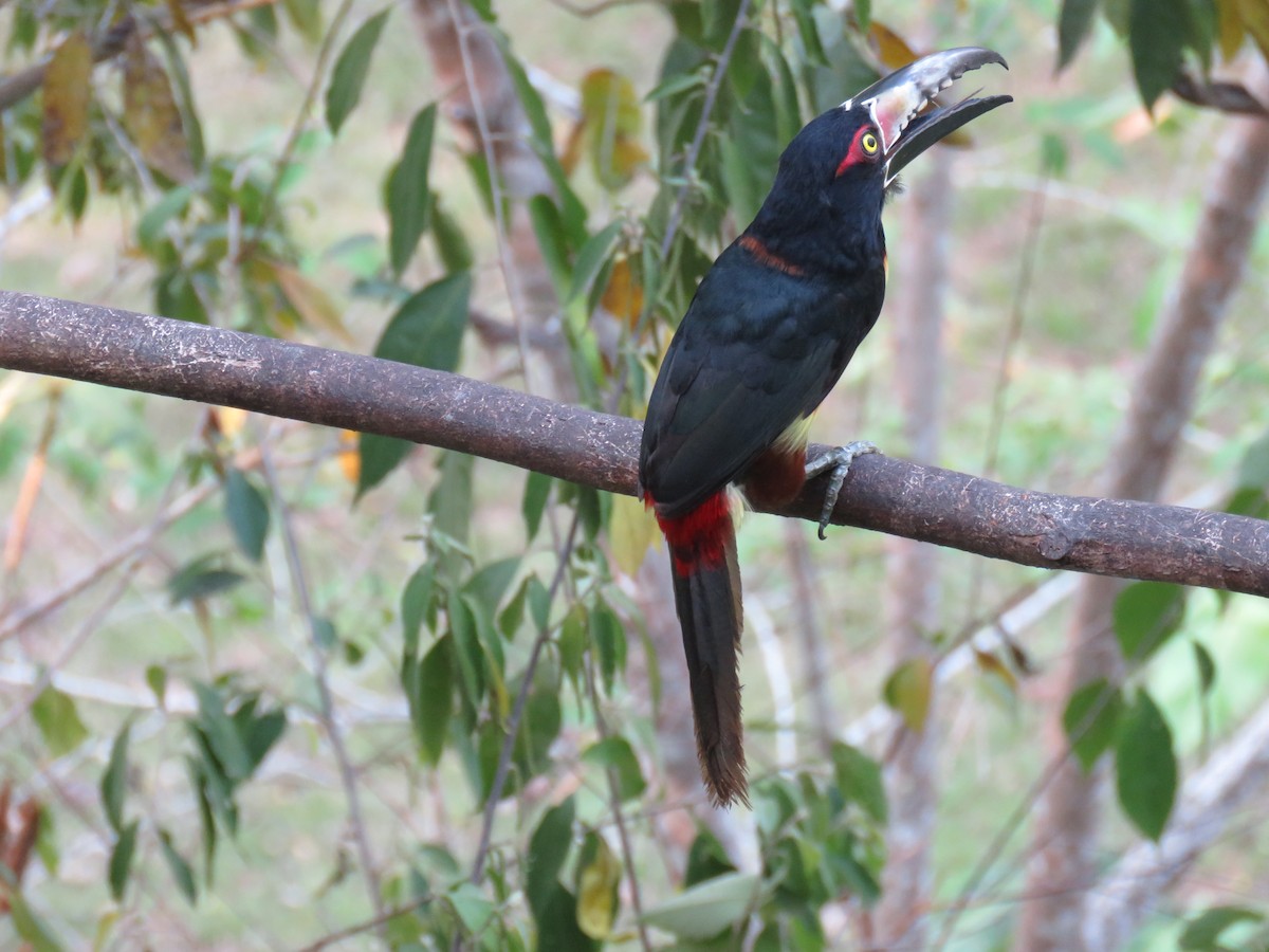 Collared Aracari - Sam Holcomb