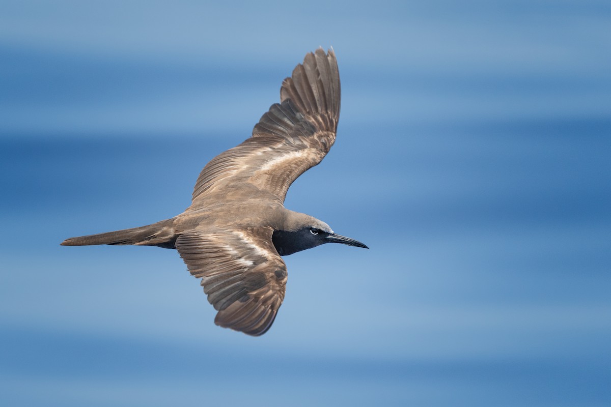 Brown Noddy - Neo Morpheus