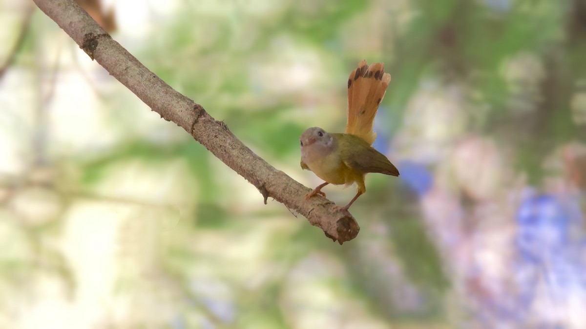 Livingstone's Flycatcher - ML619629028