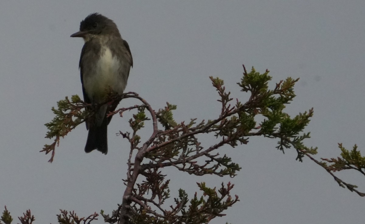 Olive-sided Flycatcher - Nevine Jacob