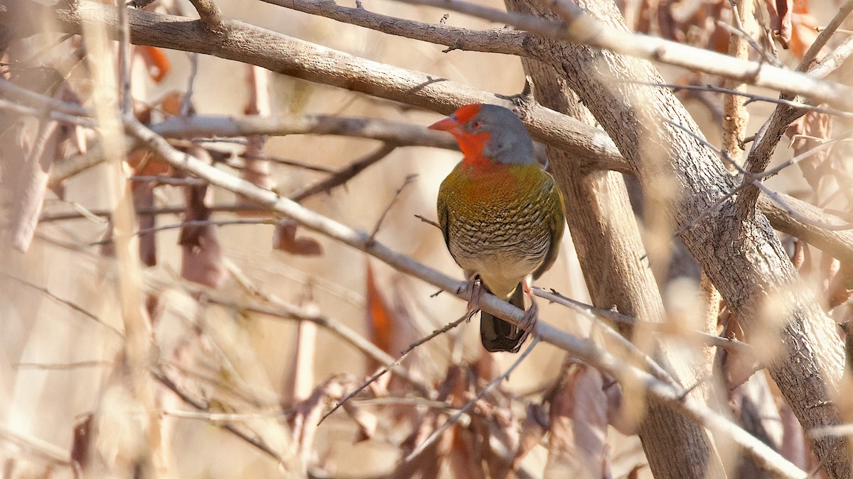 Orange-winged Pytilia - ML619629041