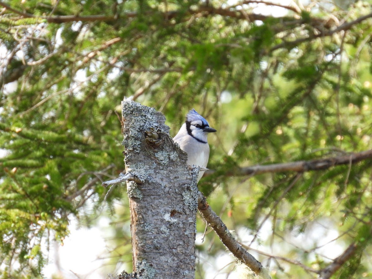 Blue Jay - Donna DeJong