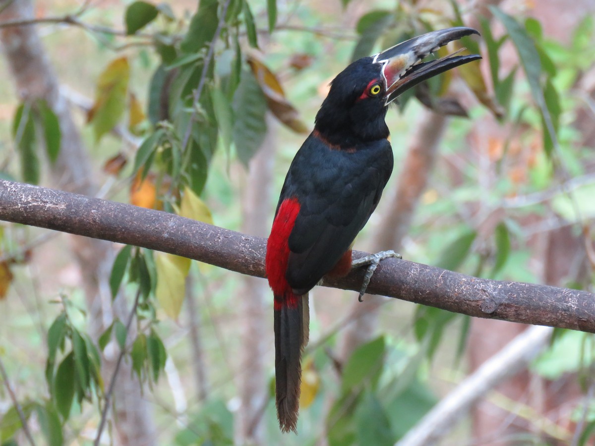 Collared Aracari - Sam Holcomb