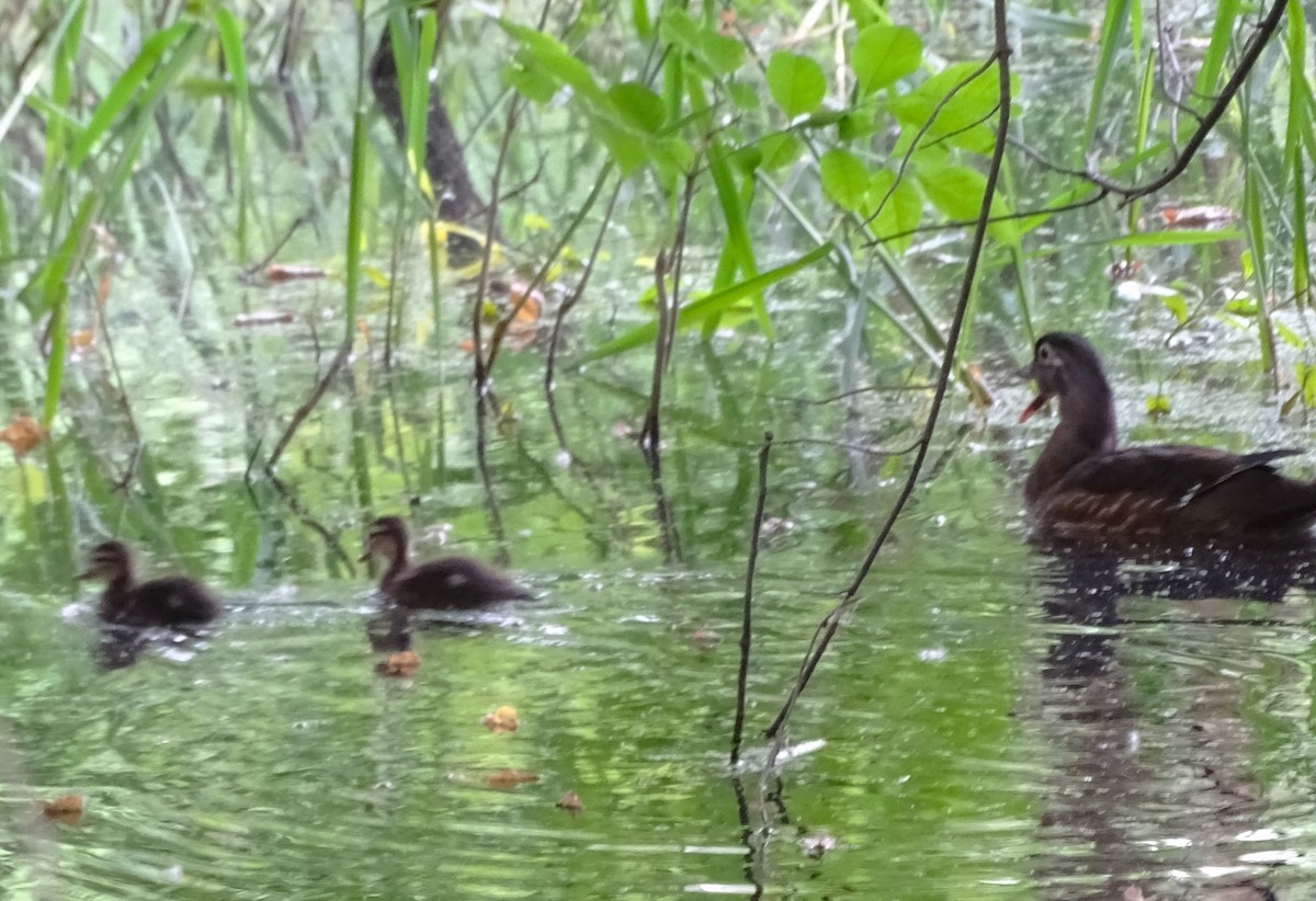 Wood Duck - ML619629061