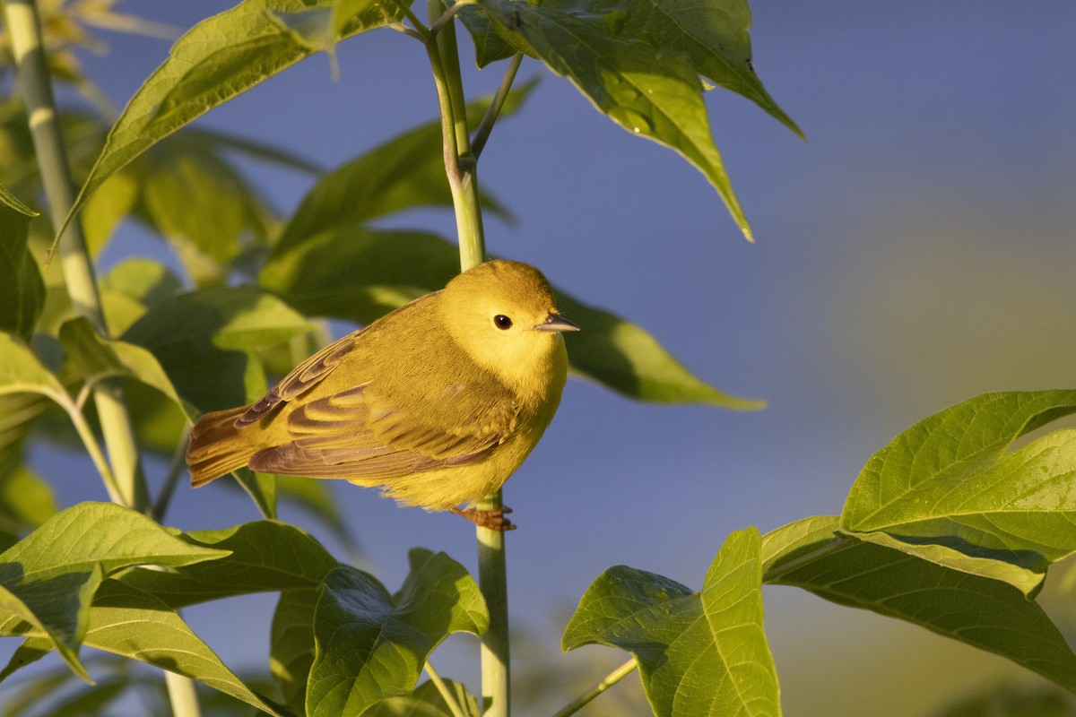 Yellow Warbler - Michael Bueckert