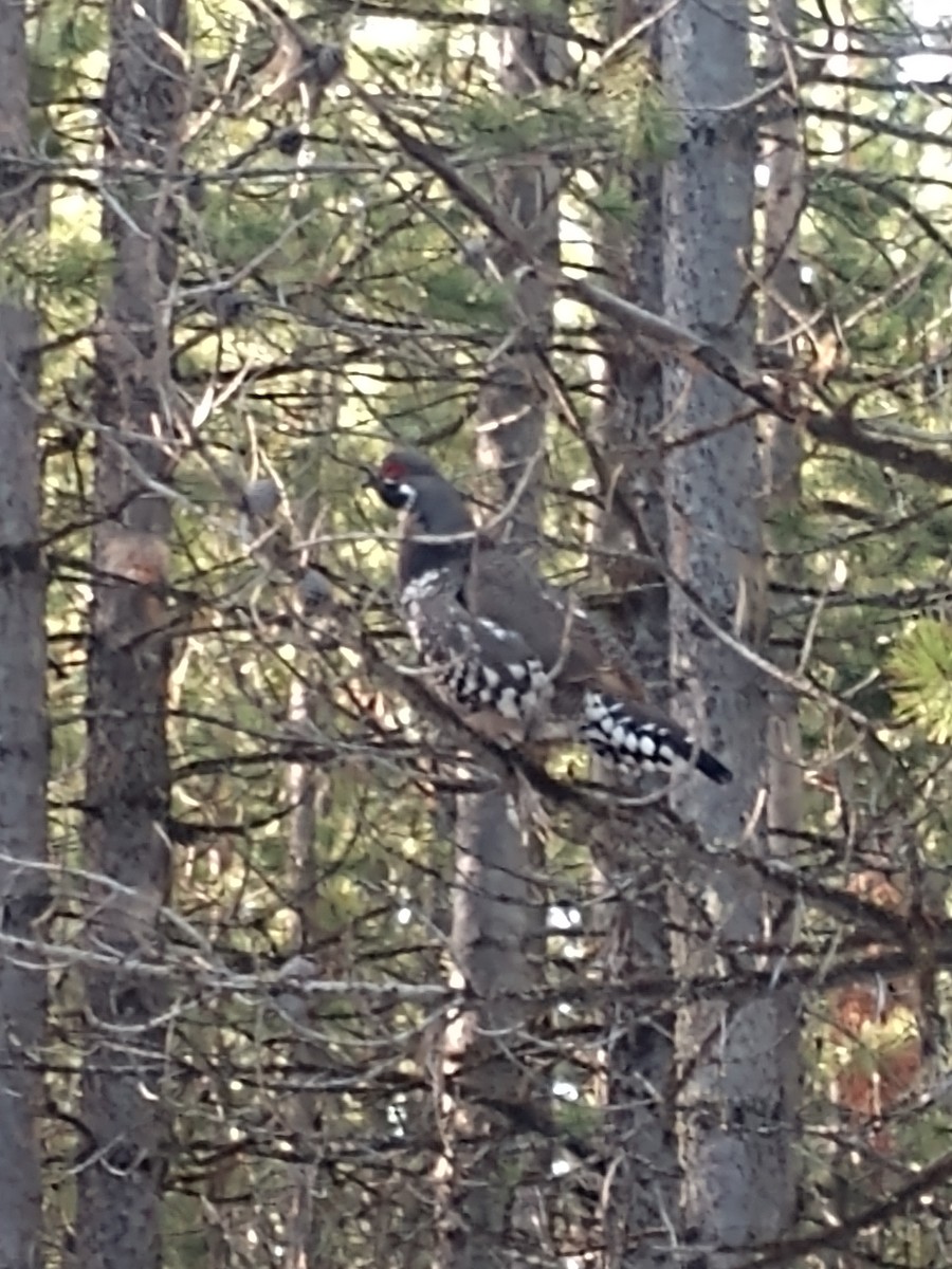 tetřívek kanadský - ML619629063