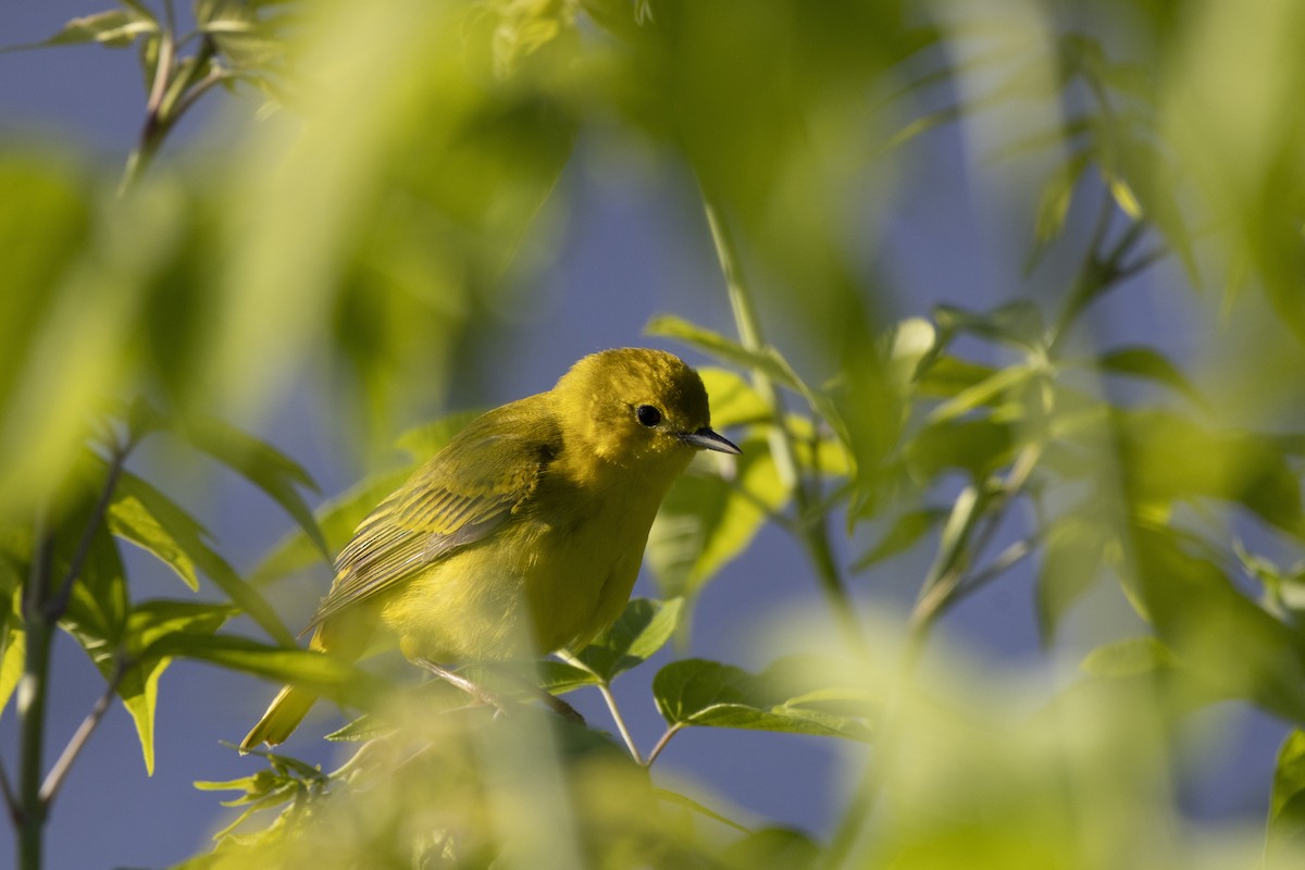 Yellow Warbler - Michael Bueckert