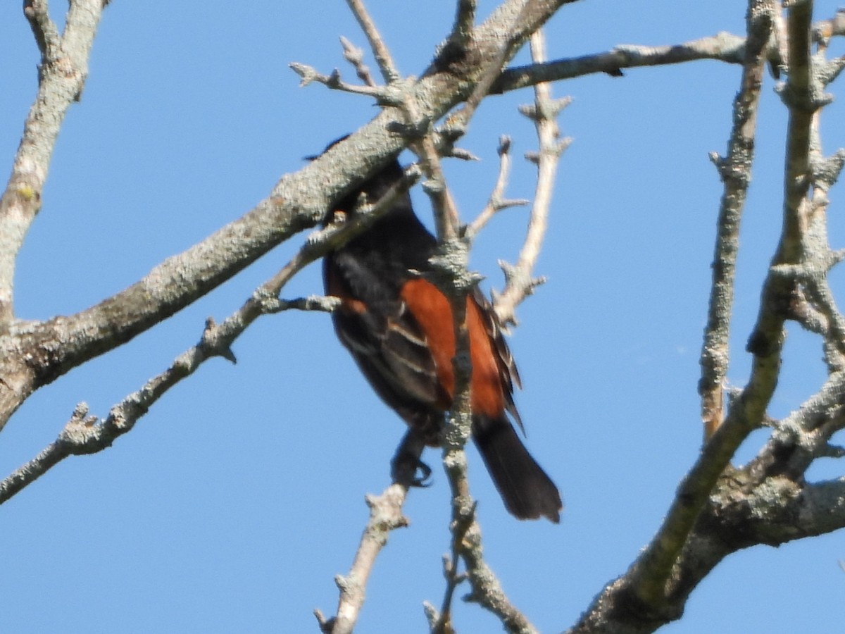 Orchard Oriole - Stéphane Primeau